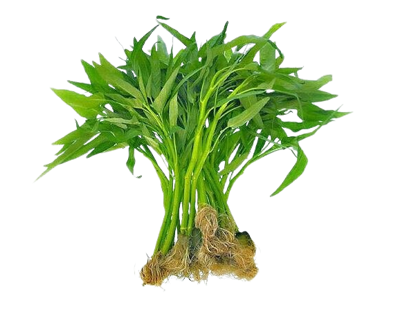 Kangkung Hidroponik